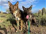 Do Coyotes Try to Mate with Dogs?