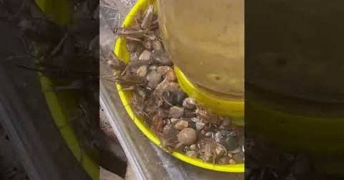 Do Crickets Need a Water Dish?