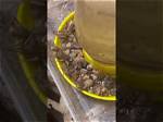 Do Crickets Need a Water Dish?
