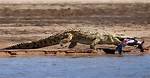 Do Crocs Eat Humans?