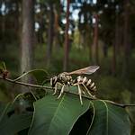 Do Dead Wasps Attract More Wasps?
