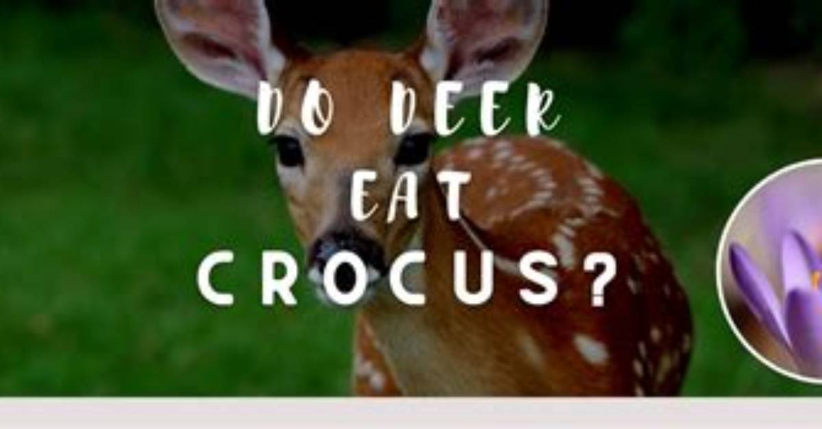 Do Deer Eat Crocus?