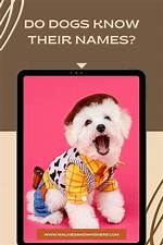 Do Dog Know Their Names?