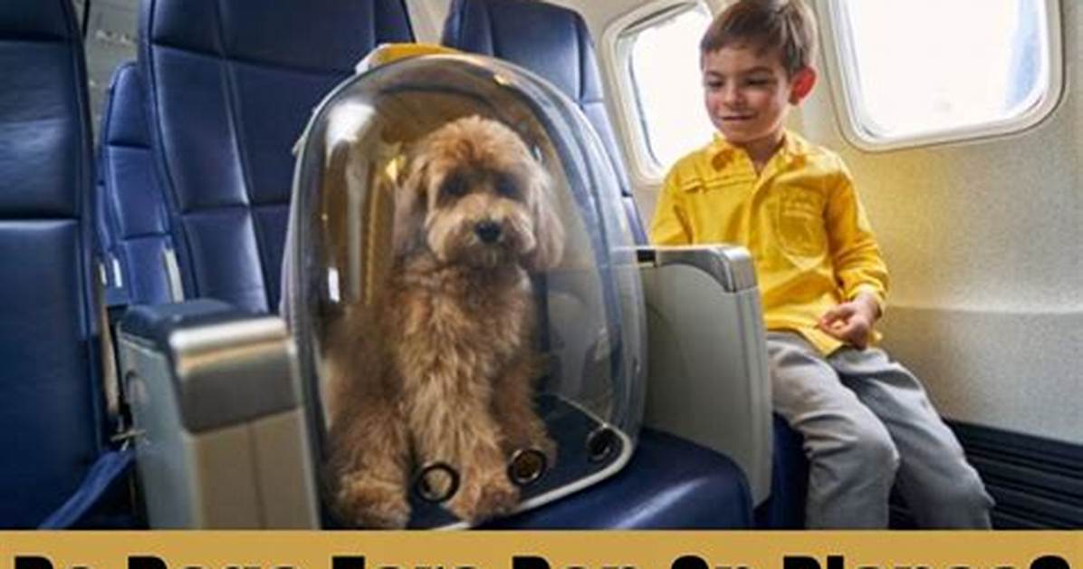 Do Dogs Ears Pop on Planes?