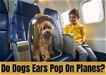Do Dogs Ears Pop on Planes?