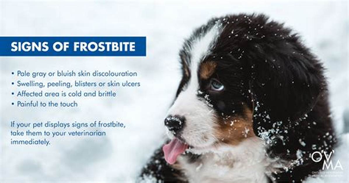 Do Dogs Feet Get Frostbite?