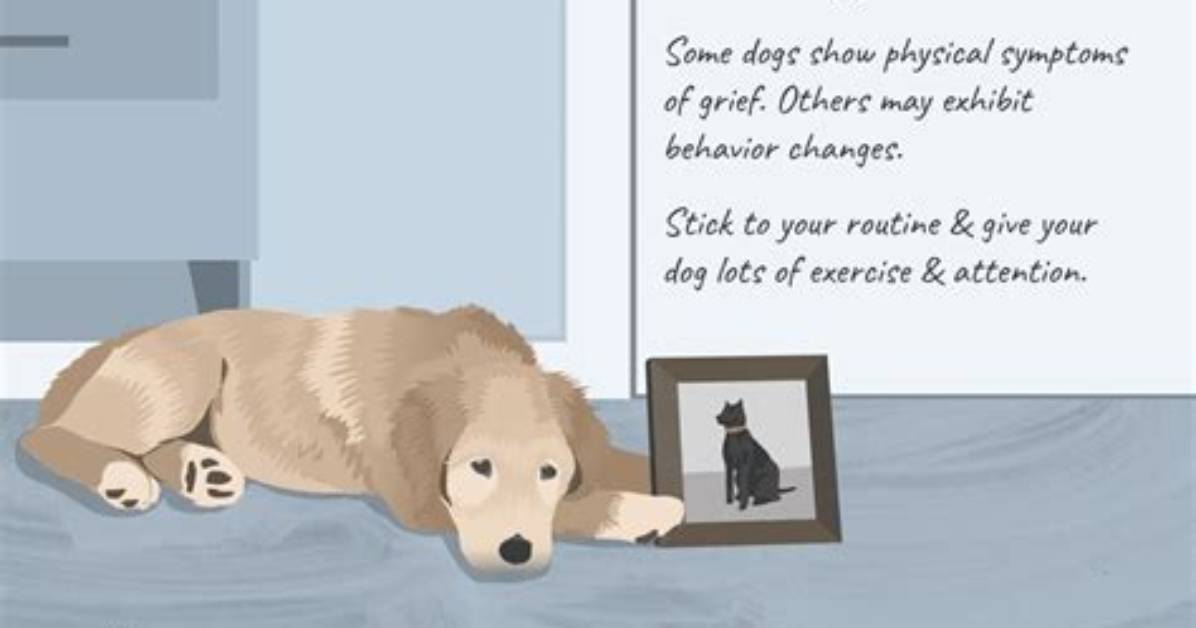 Do Dogs Grieve?