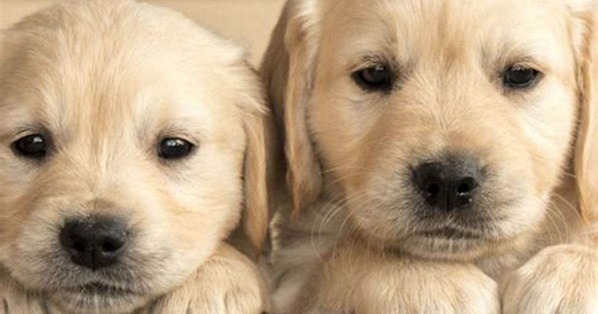Do Dogs Have a Bedtime?