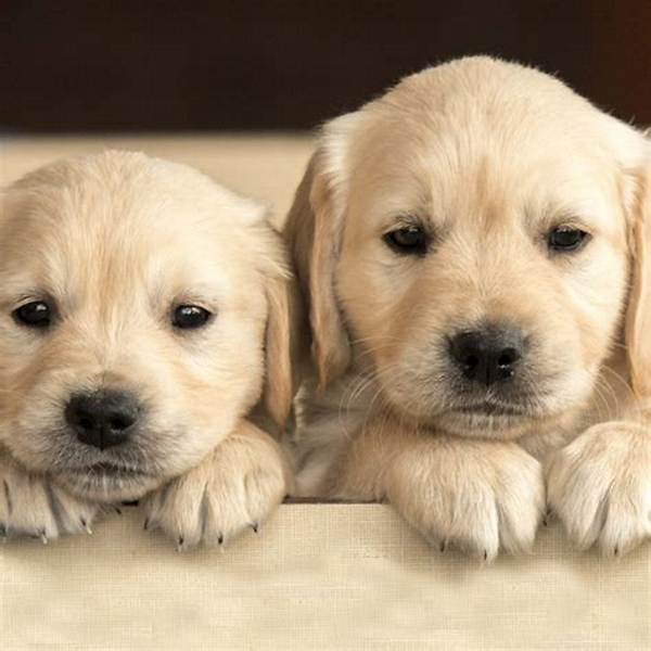 Do Dogs Have a Bedtime?