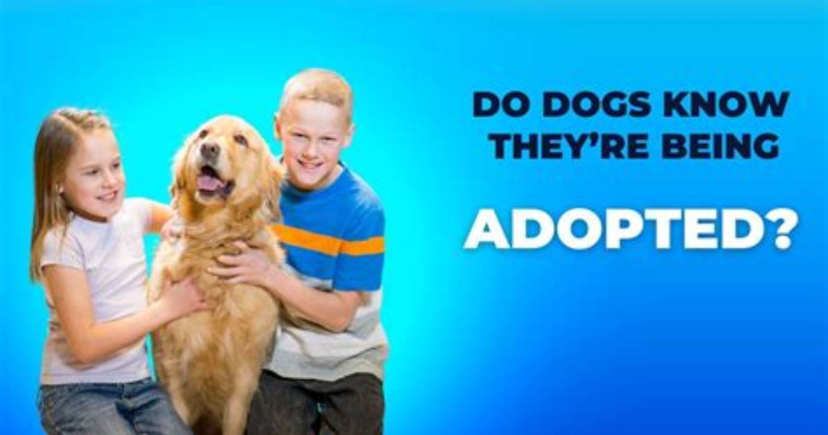 Do Dogs Know When They Are Being Put Down?