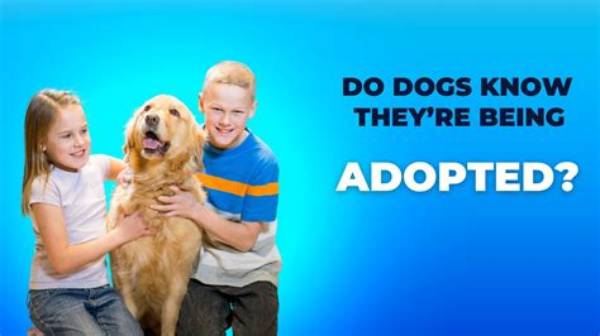 Do Dogs Know When They Are Being Put Down?