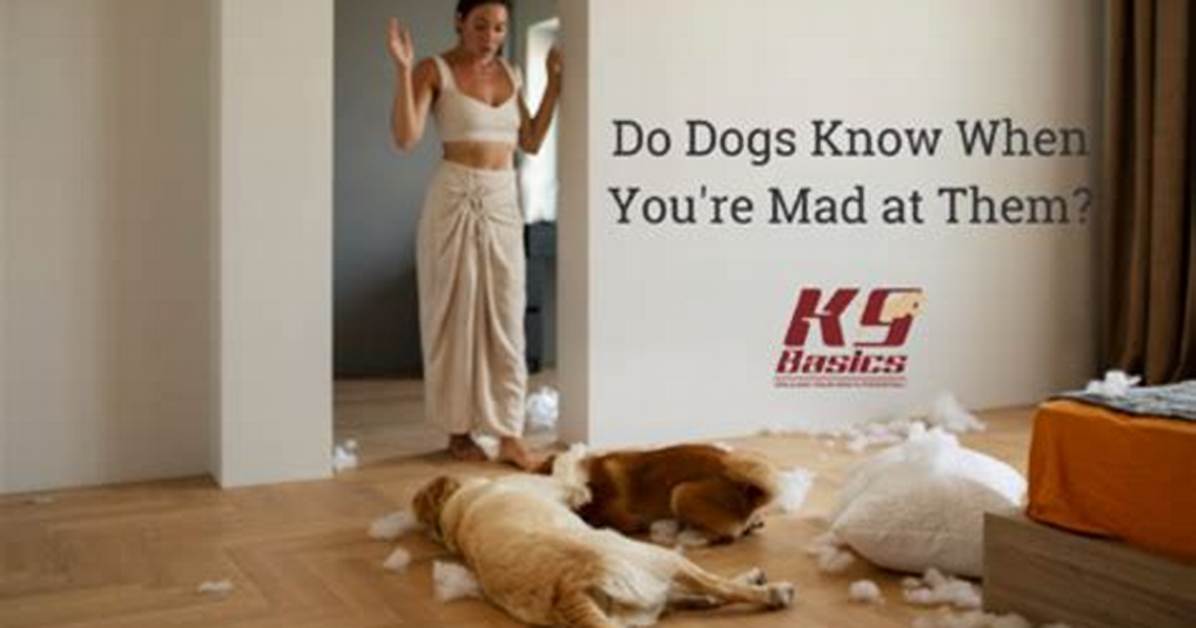 Do Dogs Know You Are Mad at Them?