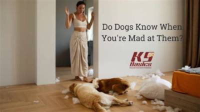 Do Dogs Know You Are Mad at Them?