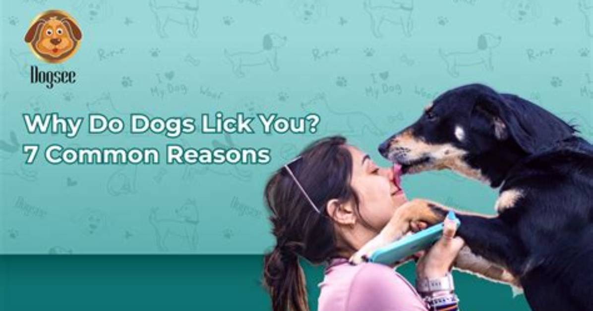 Do Dogs Lick to Apologise?