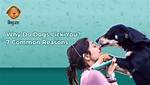 Do Dogs Lick to Apologise?