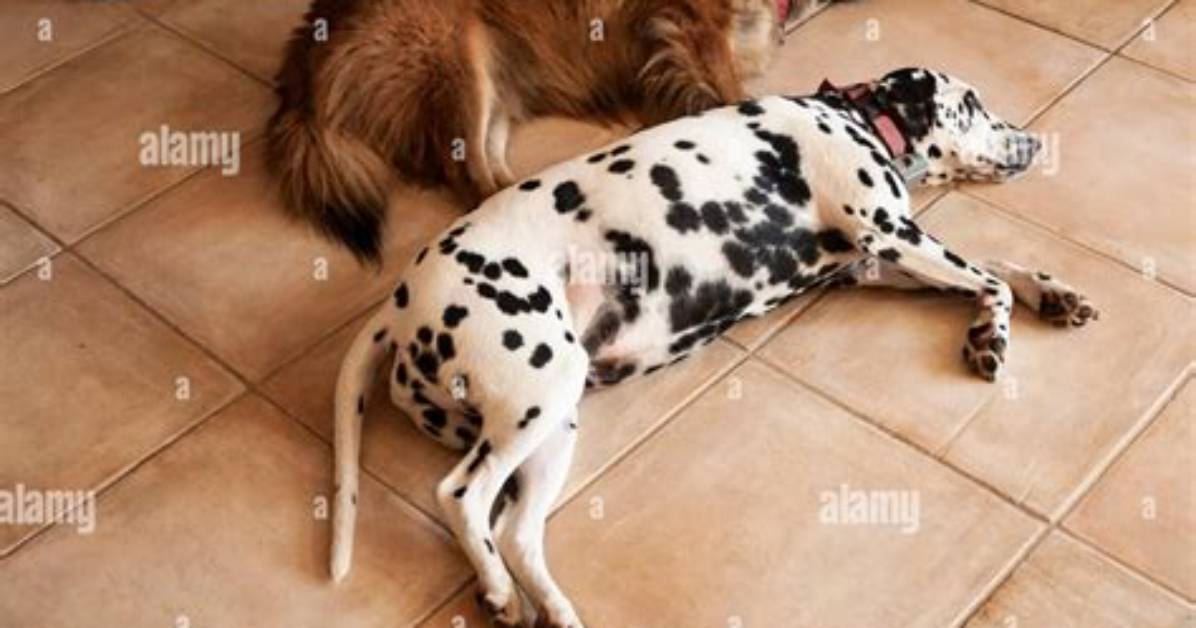 Do Dogs Like Laying on the Floor?
