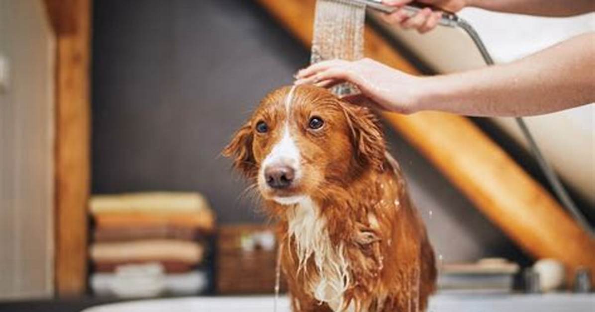 Do Dogs Like Showers?