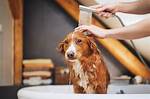 Do Dogs Like Showers?