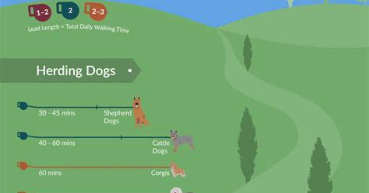 Do Dogs Need a Walk Every Day?
