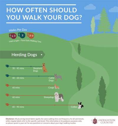 Do Dogs Need a Walk Every Day?