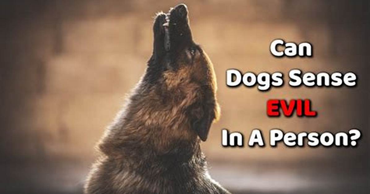 Do Dogs Sense Evil?