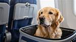 Do Dogs Suffer from Flights?