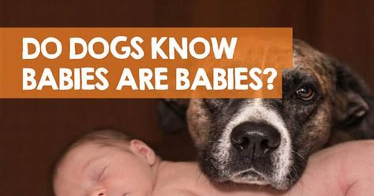 Do Dogs Understand That Babies Are Babies?