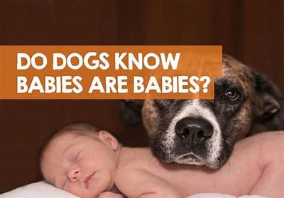 Do Dogs Understand That Babies Are Babies?