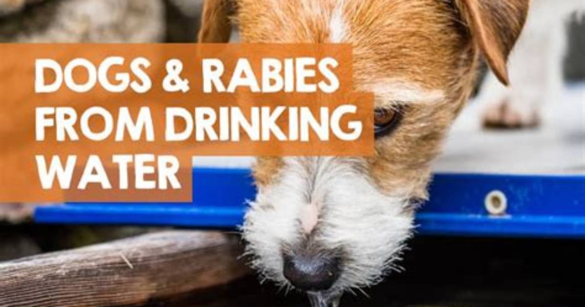 Do Dogs with Rabies Drink Water?