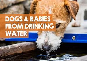 Do Dogs with Rabies Drink Water?