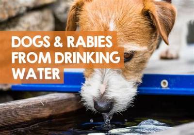 Do Dogs with Rabies Drink Water?