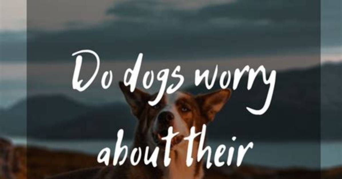 Do Dogs Worry About Their Owners?