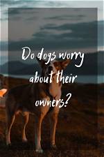 Do Dogs Worry About Their Owners?