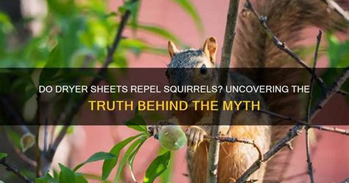 Do Dryer Sheets Repel Squirrels?
