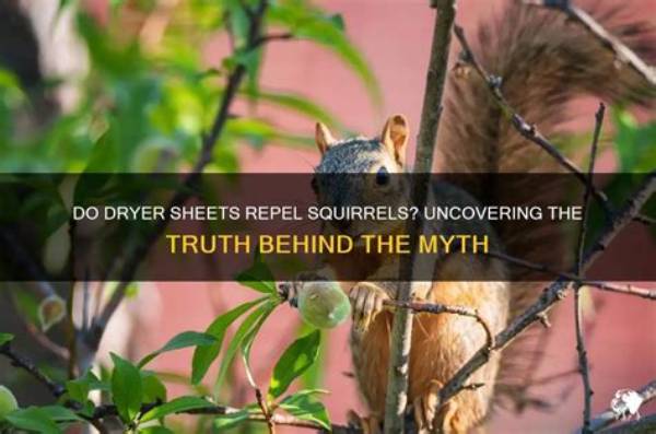 Do Dryer Sheets Repel Squirrels?
