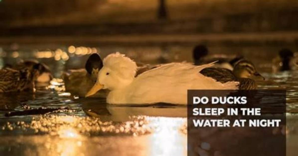 Do Ducks Sleep All Night?