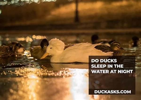 Do Ducks Sleep All Night?