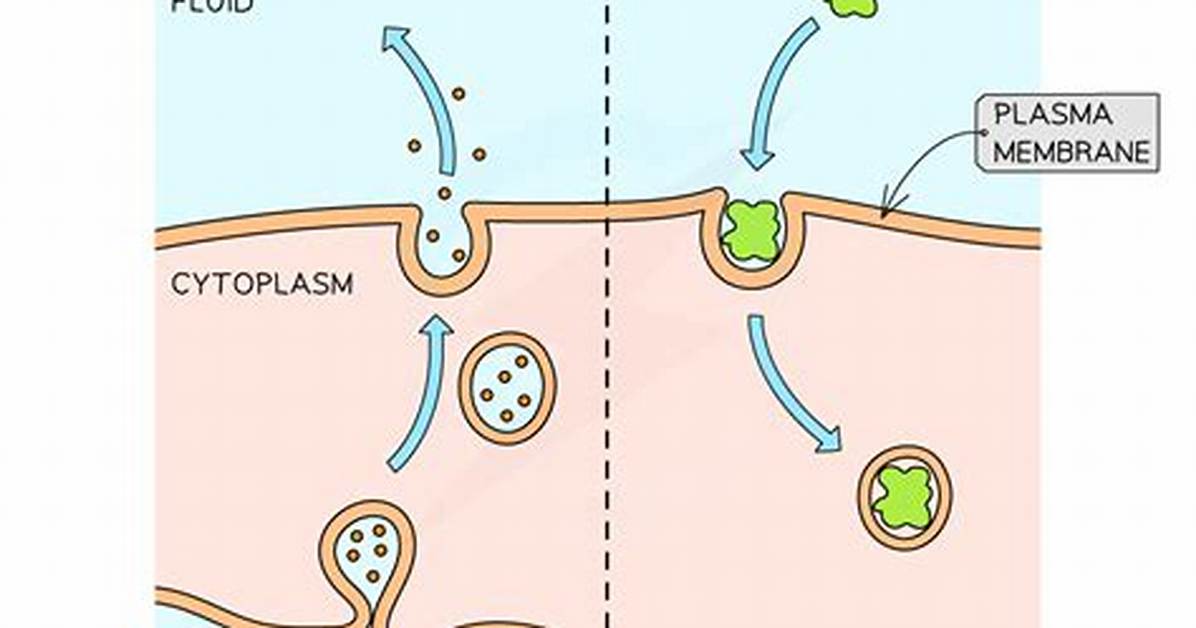 Do Exocytosis Have Active Transport?