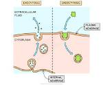 Do Exocytosis Have Active Transport?