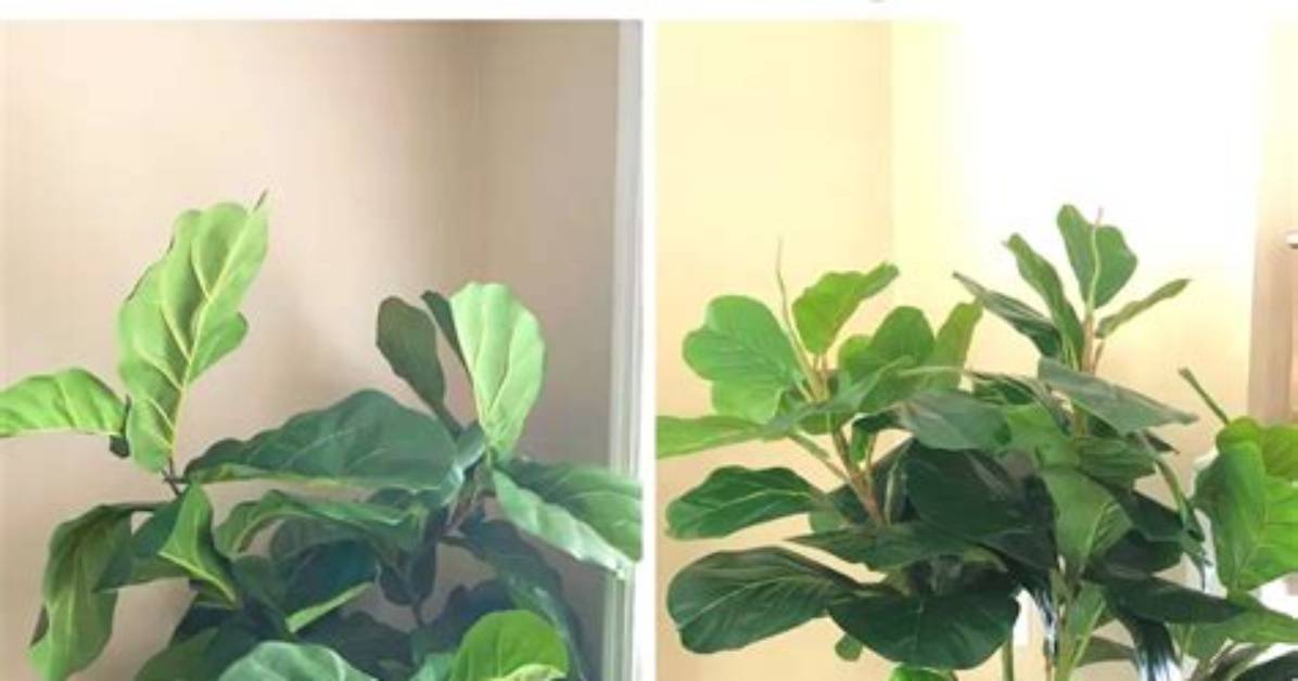 Do Fiddle Leaf Fig Trees Need Sun?