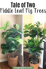 Do Fiddle Leaf Fig Trees Need Sun?