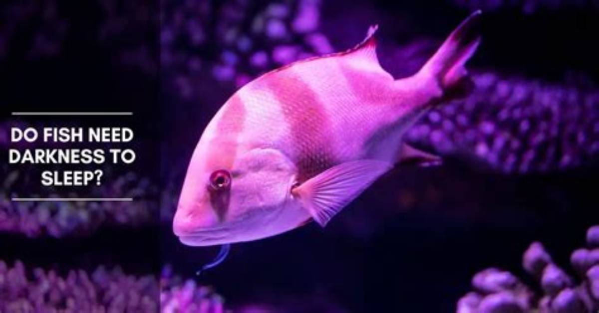 Do Fish Need Light When They Sleep?