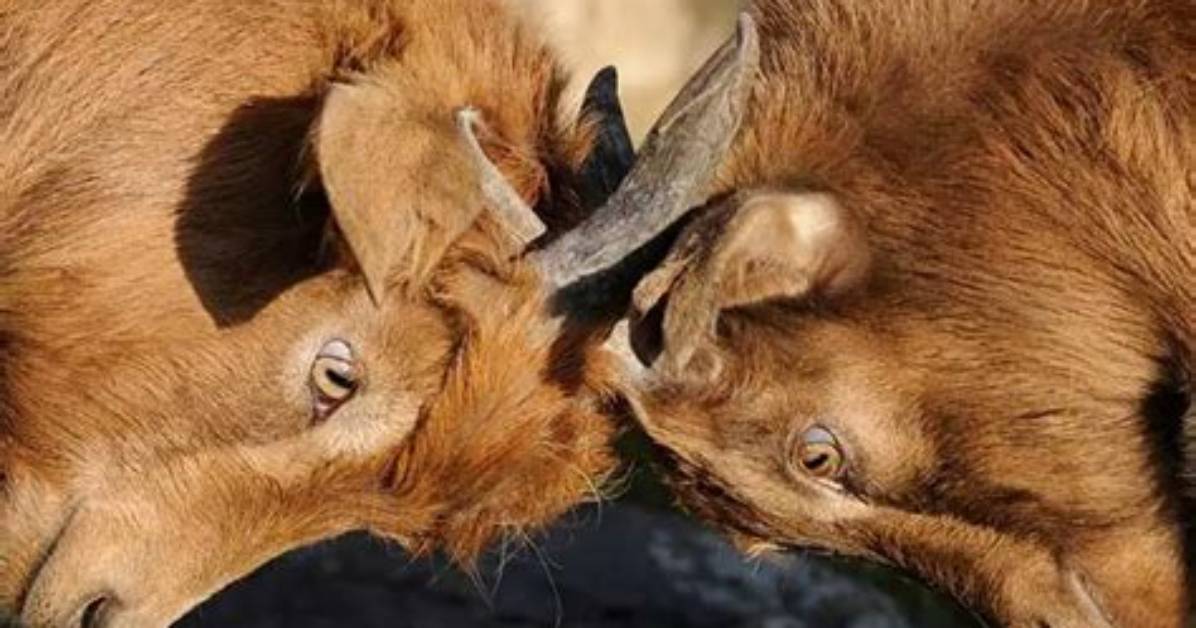 Do Goats Headbutt to Show Affection?
