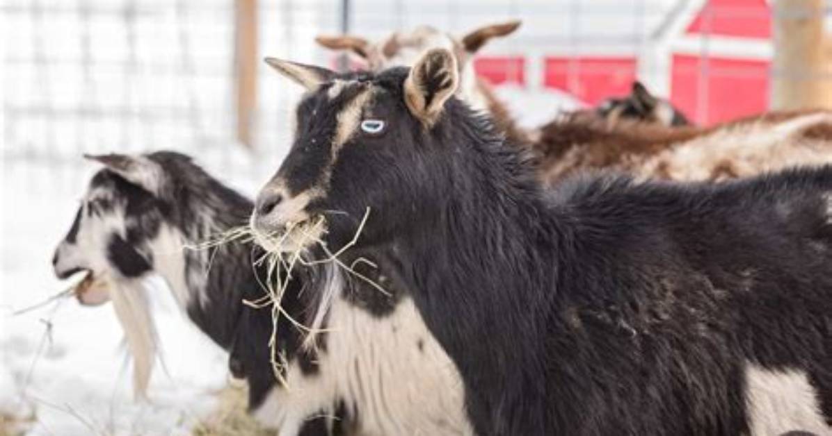 Do Goats Need Hay in Winter?