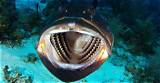 Do Goliath Grouper Have Teeth?