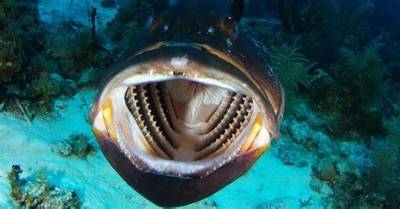 Do Goliath Grouper Have Teeth?