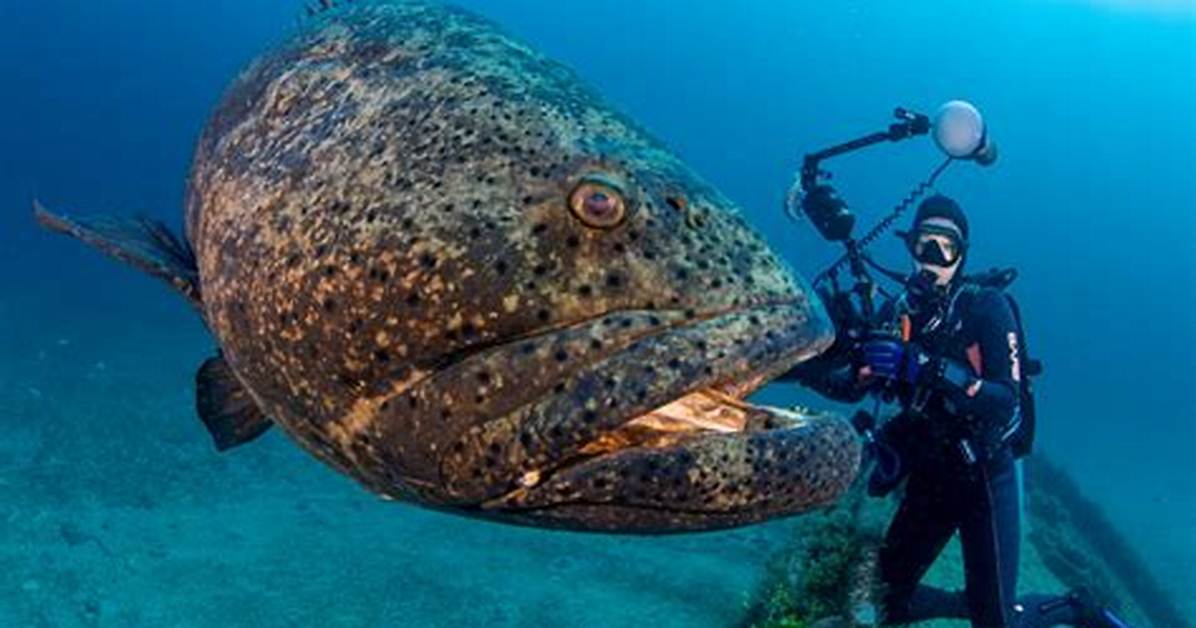 Do Goliath Grouper