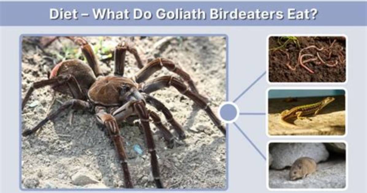 Do Goliath