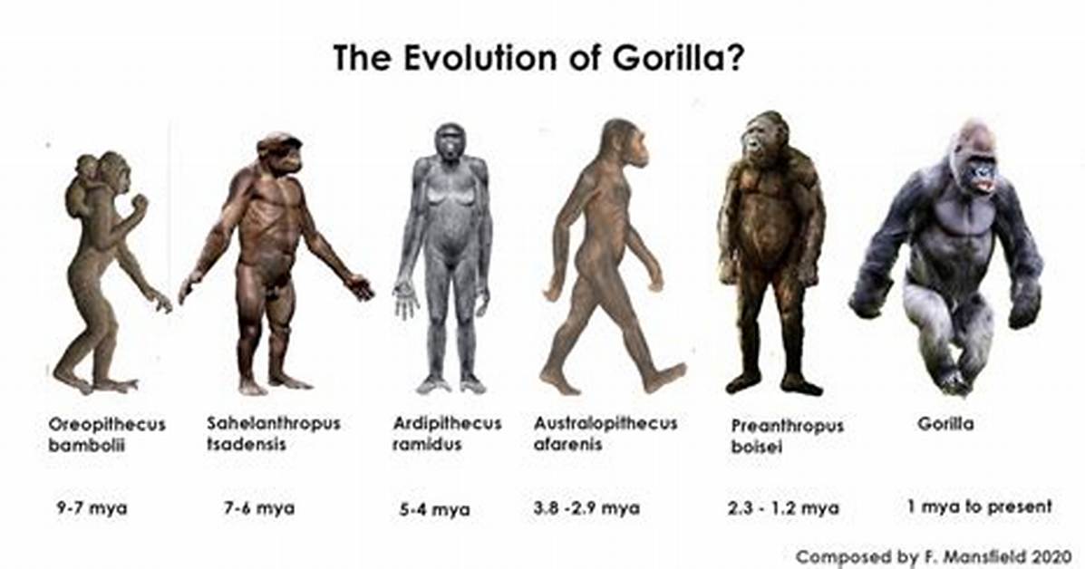Do Gorillas Age Like Humans?