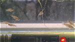 Do Gudgeon Eat Shrimp?